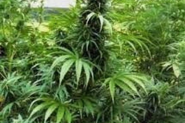 2krn cc официальный
